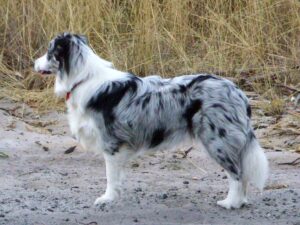 border collie