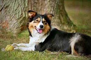 border collie
