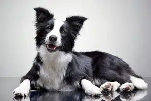border collie