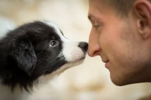 border collie