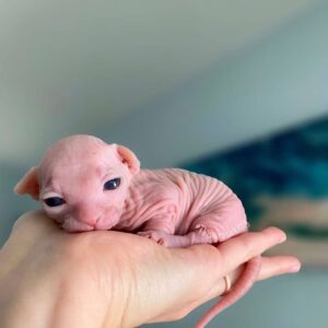 Sfinks