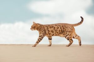 Kot Savannah idący na jasnym tle