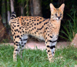 savannah