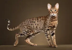 Kot Savannah stojący na ciemnym tle