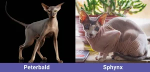 Porównanie kota Peterbald i sfinksa