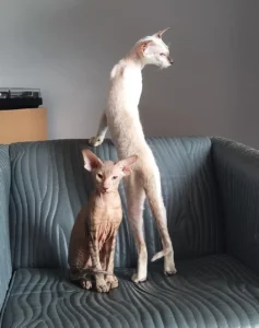 Dwa koty Peterbald stojące na kanapie